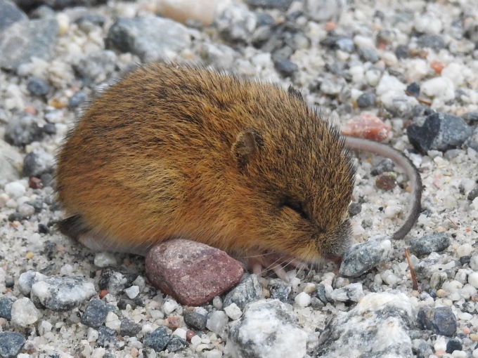 Meadow Jumping Mouse, Route Transtaiga, QUE