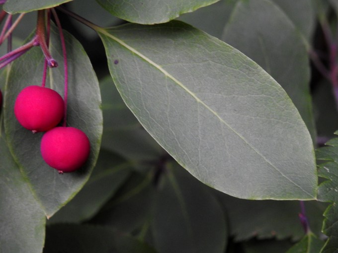 Nemopanthus mucronatus, Ashuapmushuan PP, QUE