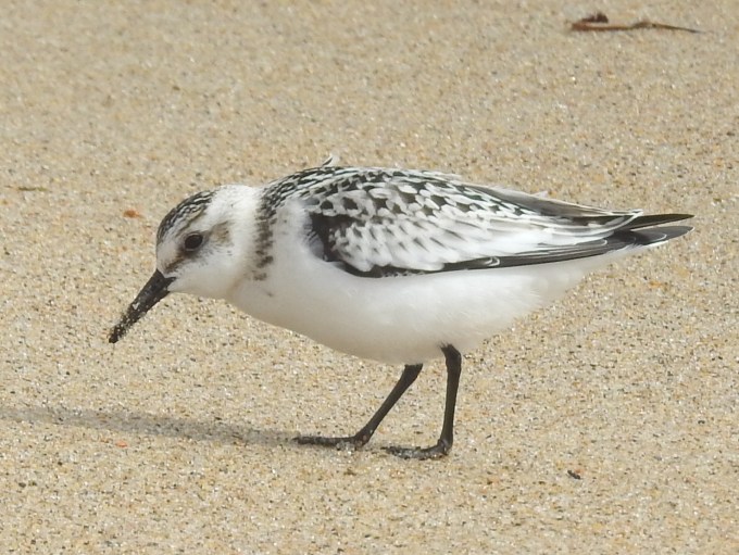 Sanderling, Salisbury Beach SP, MA