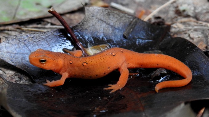 Red-spotted Eft, Loveren's Mill Cedar Swamp TNC Preserve, NH
