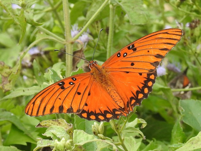 Gulf Fritillary, National Butterfly Center, Mission, TX