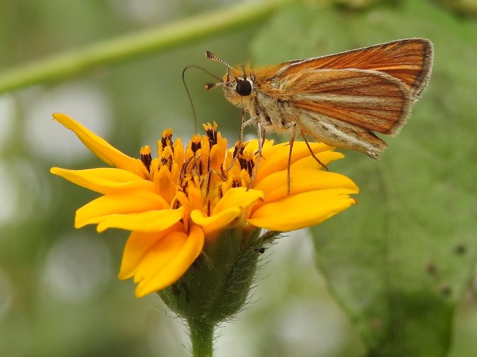 Southern Skipperling, National Butterfly Center, Mission, TX