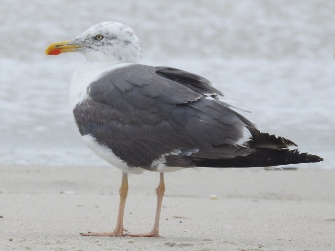 Lesser Bleck-backed Gull, Beach opposite Second Ave., Cape May, NJ