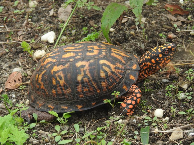 Eastern Box Turtle, Brigantine NWR, NJ