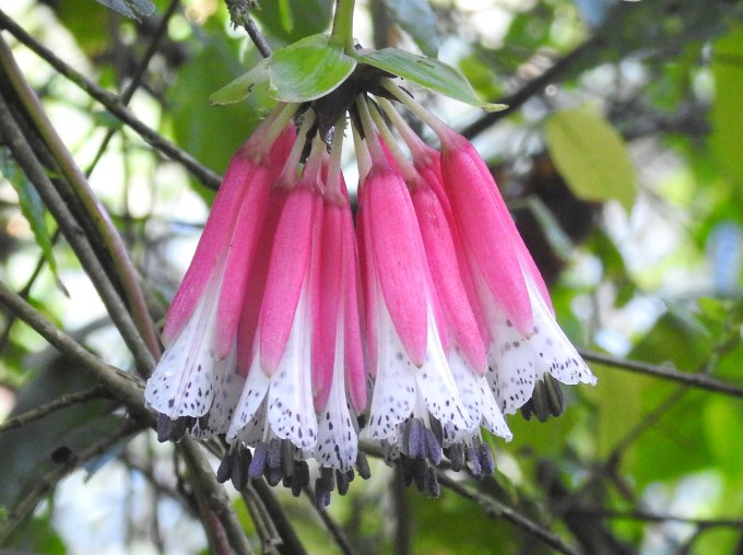Alstromeriaceae: Bomarea pardina, Refugio Paz de las Aves, Ecuador