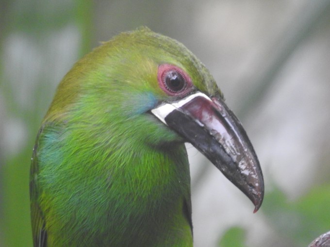 Crimson-rumped Toucanet, San Tadeo Birding, Mindo, Ecuador