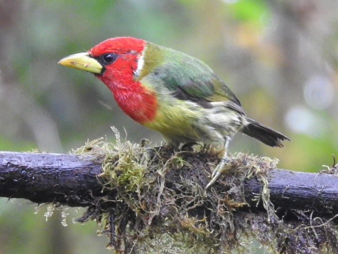 Red-headed Barbet, San Tadeo Birding, Mindo, Ecuador