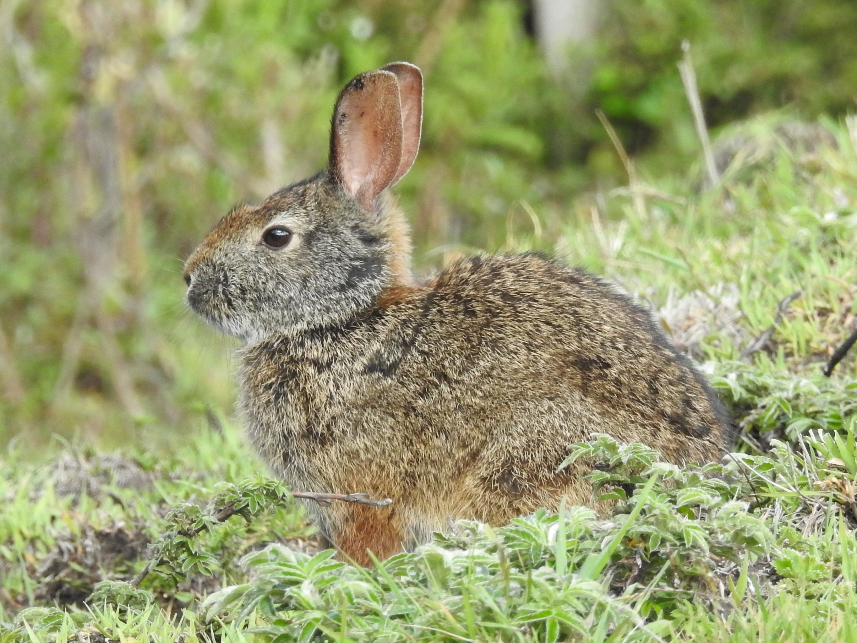 Brazilian Rabbit (Tapeti), Volcan Antisana Ecological Reserve, Ecuador ...