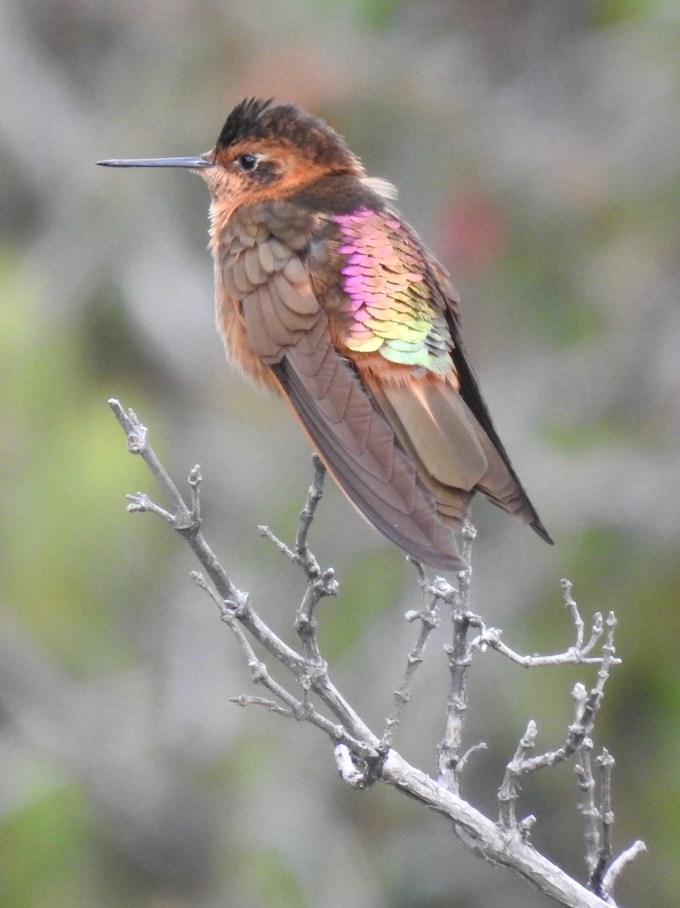 Shining Sunbeam, Volcan Antisana Ecological Reserve, Ecuador