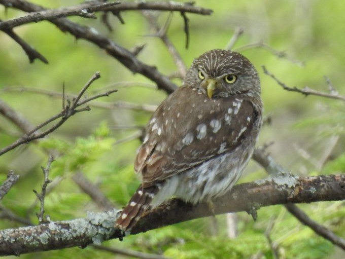 Pacific Pygmy-Owl, Catamayo Valley, Ecuador