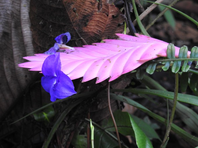 Heliconia, Milpe Sanctuary, Ecuador