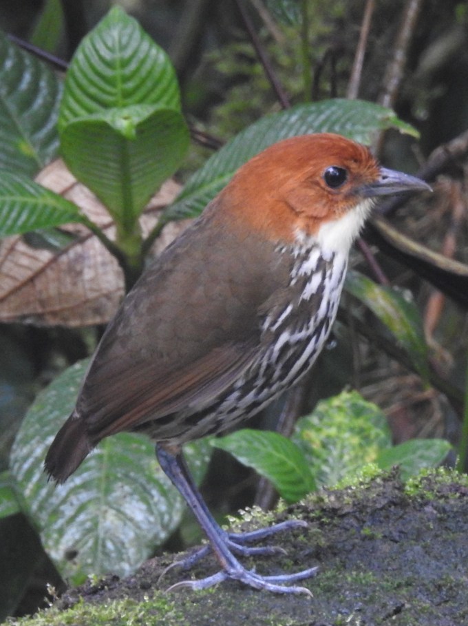 Chestnut-capped Antpitta, Refugio Paz de las Aves, Ecuador