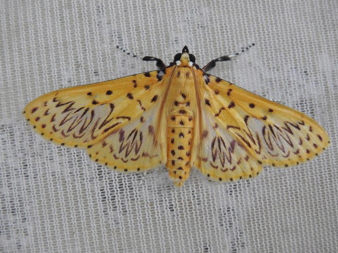 Grass Moth (Polygrammoides sp.), Cordillera de Guacamayos, Ecuador