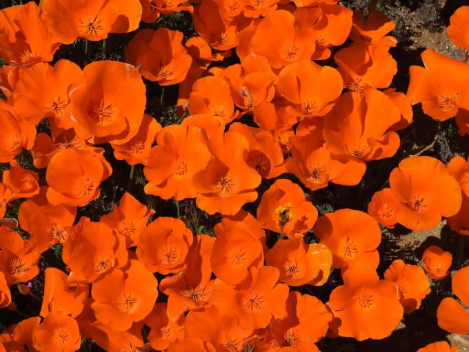 Eschscholzia californica, Antelope Valley California Poppy Preserve, CA