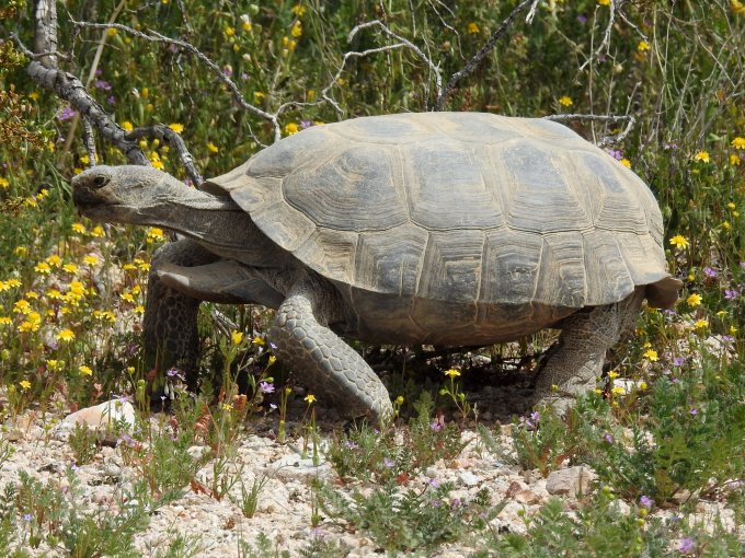 Desert Tortoise, Desert Tortoise Natural Area, CA