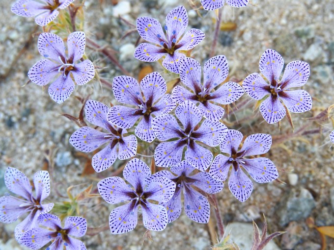 Langloisea setosissima ssp. punctata, NE of Joshua Tree NP, CA