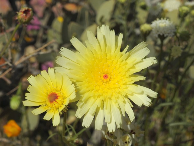 Malacothrix glabrata, Joshua Tree NP, CA