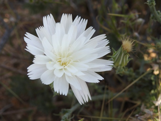 Rafinesquia sp., Joshua Tree NP, CA