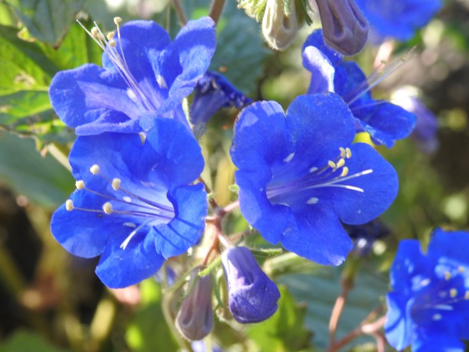 Phacelia campanularia, Joshua Tree NP, CA