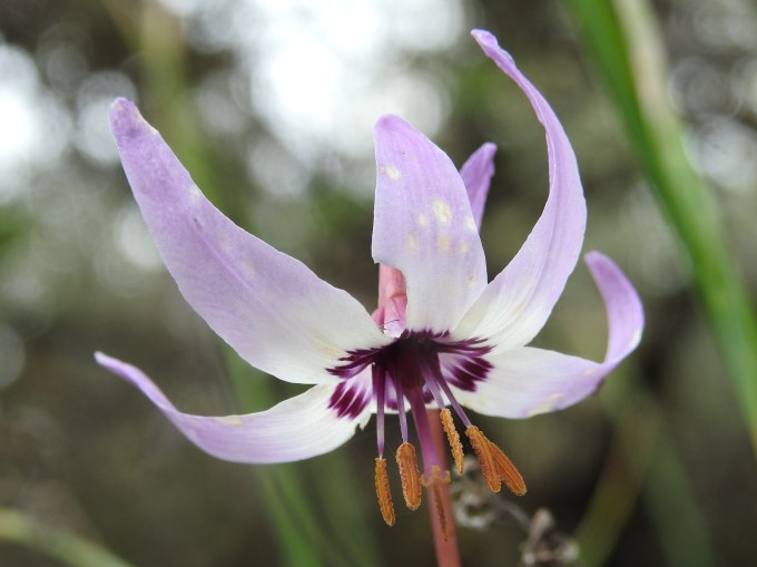 Erythronium hendersonii, Lower Table Rock Trail, NW of Medford, OR