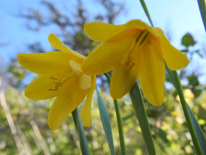Fritillaria pudica, Tom McCall TNC Preserve, W of Rowena, OR