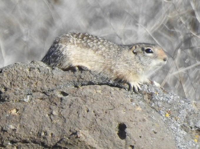 Washington Ground Squirrel, Moses Lake, WA