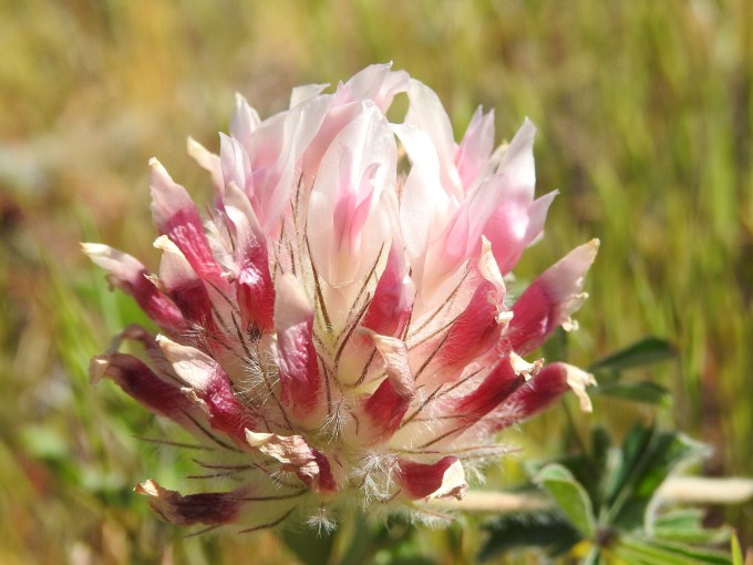 Trifolium macrocephalum, Columbia River Gorge, WA