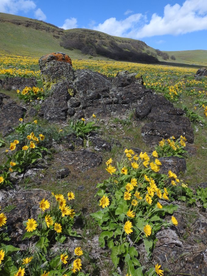 Balsamorhiza deltoidea/careyana, Columbia Hills, Columbia River Gorge, WA