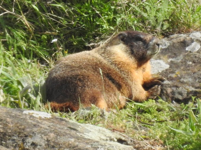 Yellow-bellied Marmot, Columbia River Gorge, WA