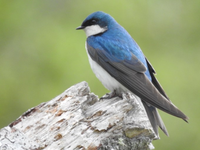 Tree Swallow, Lake Ozette, Olympic NP, WA