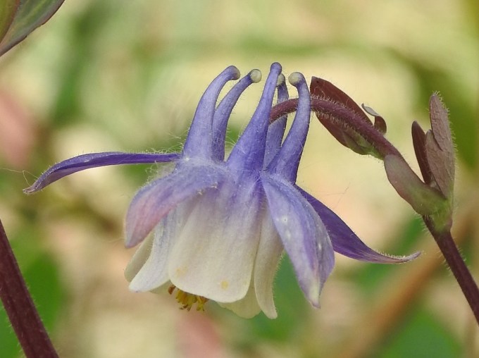Aquilegia brevistyla, Alaska Highway, YT