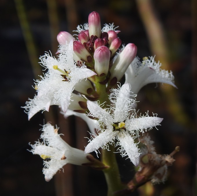 Menyanthes trifoliata, Deadman Lake, Tetlin NWR, AK