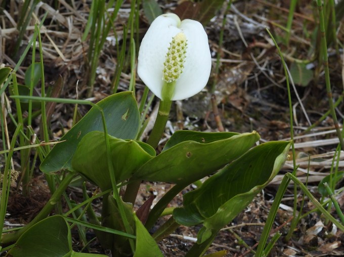 Calla palustris, Deadman Lake, Tetlin NWR, AK