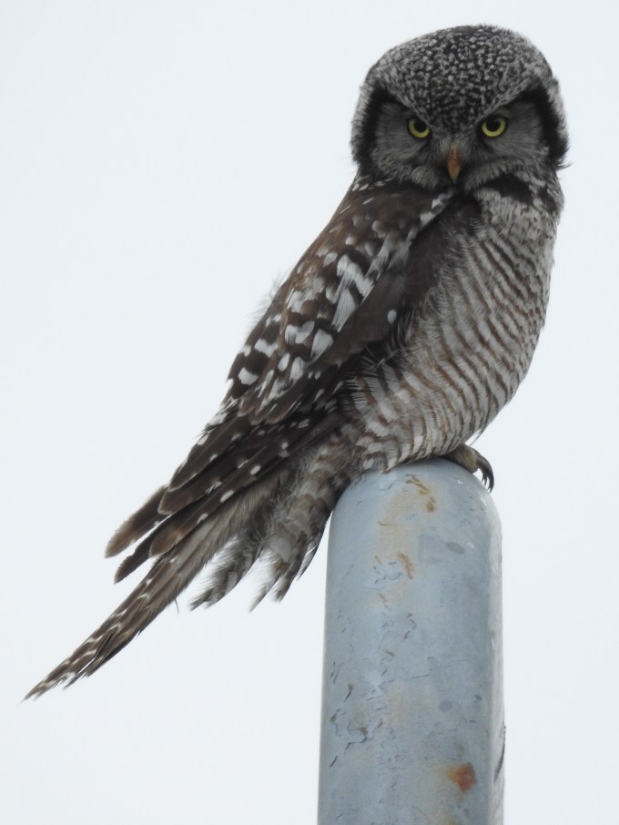 Northern Hawk-Owl, Glenn Highway, AK
