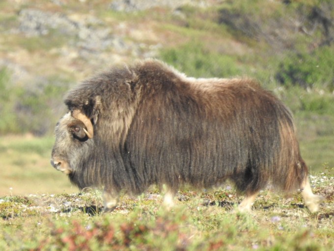 Muskox, Kougarok Road, Nome, AK