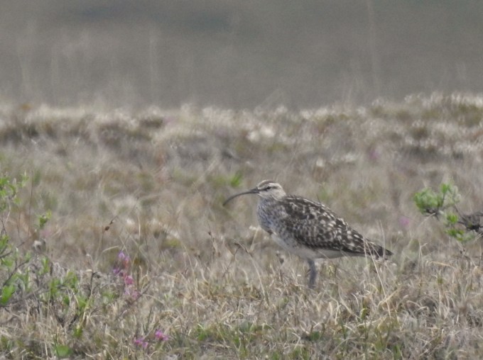 Bristle-thighed Curlew, Kougarok Road, Nome, AK