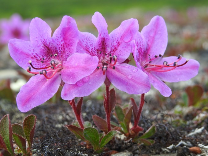 Rhododendron lapponicum, Kougarok Road, Nome, AK