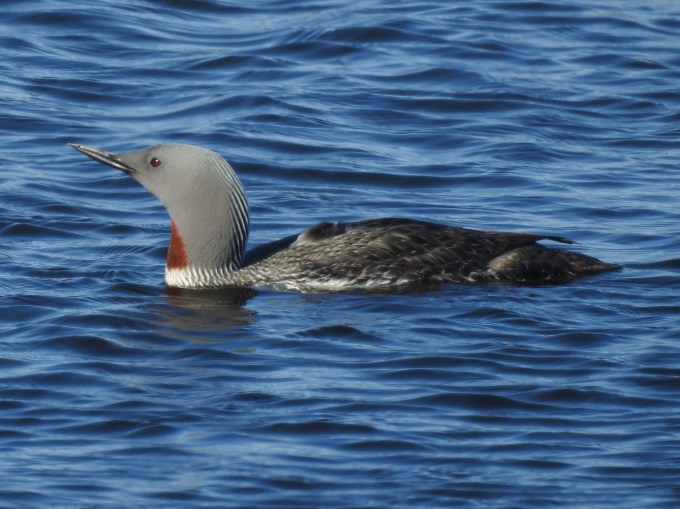 Red-throated Loon, Nome, AK