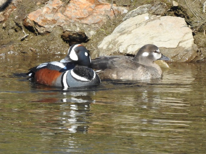 Harlequin Ducks, Teller Road, Nome, AK