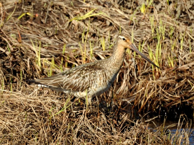 Bar-tailed Godwit, Teller Road, Nome, AK