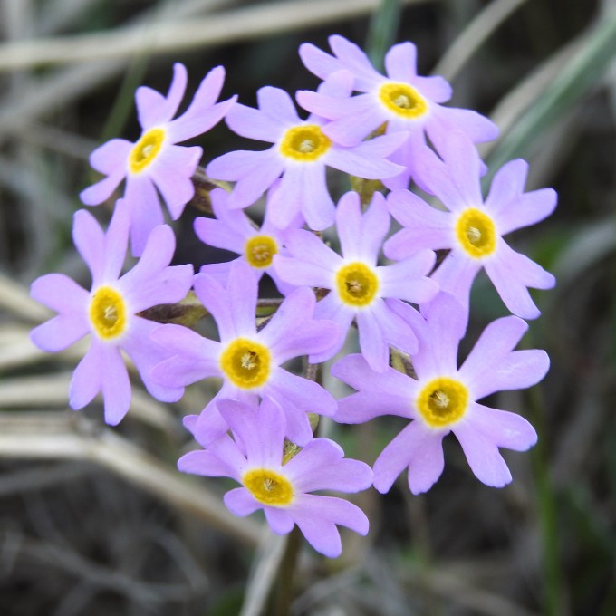 Primula borealis, Teller Road, Nome, AK