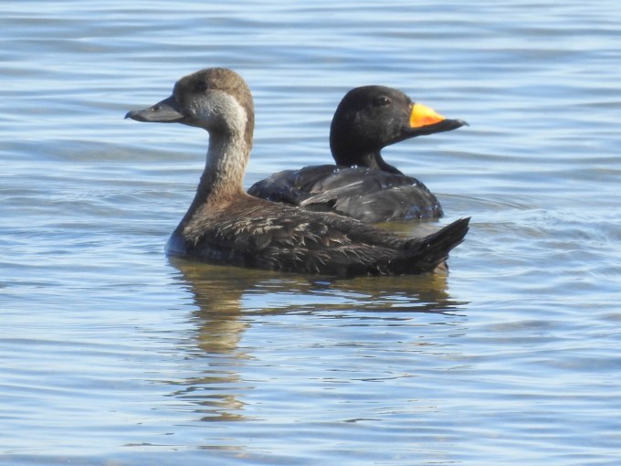 Black Scoter pair, Council Road, Nome, AK