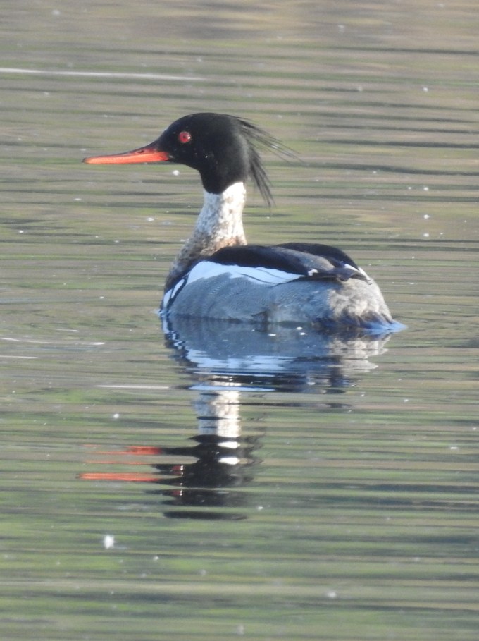 Red-breasted Merganser, Kougarok Road, Nome, AK