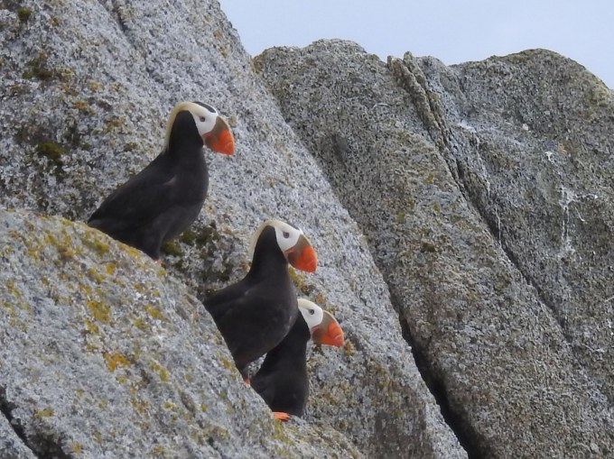 Tufted Puffins, Chiswell Islands, Alaska Maritime NWR, AK