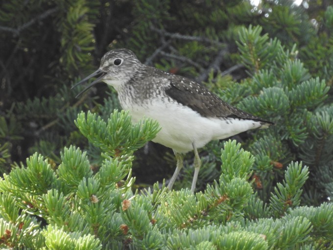 Solitary Sandpiper, Nabesna Rd, Wrangell-St. Elias NP, AK