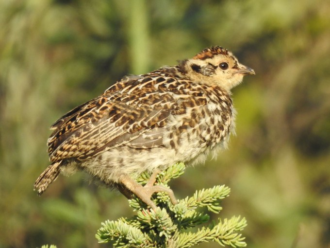 Spruce Grouse chick, McCarthy Rd, Wrangell-St. Elias NP, AK
