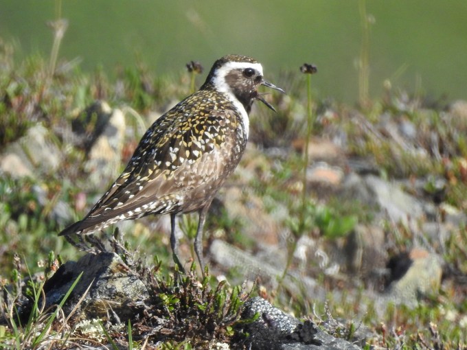 American Golden Plover, Denali Highway, AK