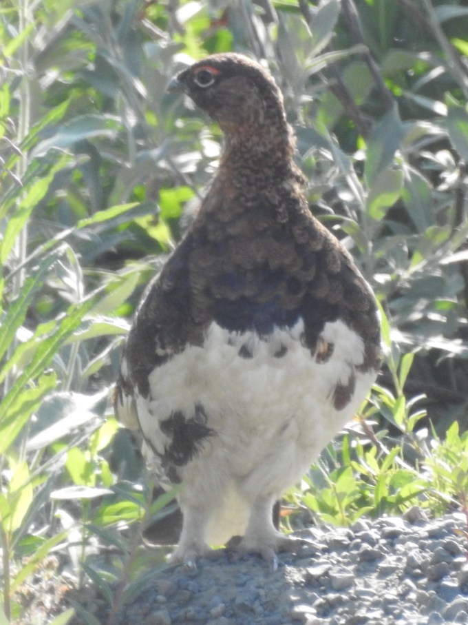 Rock Ptarmigan, Denali Highway, AK