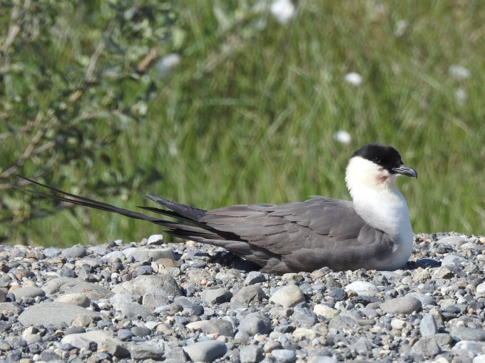 Long-tailed Jaeger, Dalton Highway, AK