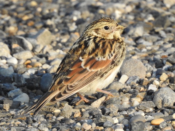 Lapland Longspur, Dalton Highway, AK